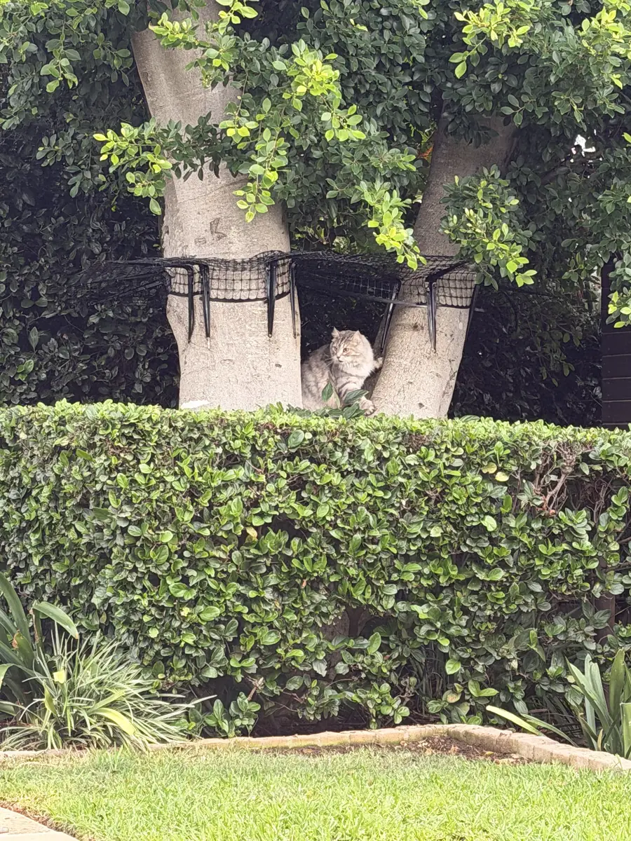 Cat sitting in a tree below a CatProof tree guard